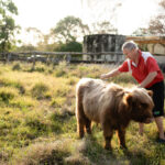 An older man in a red shirt brushes a small, shaggy cow while standing in a grassy field under soft sunlight.