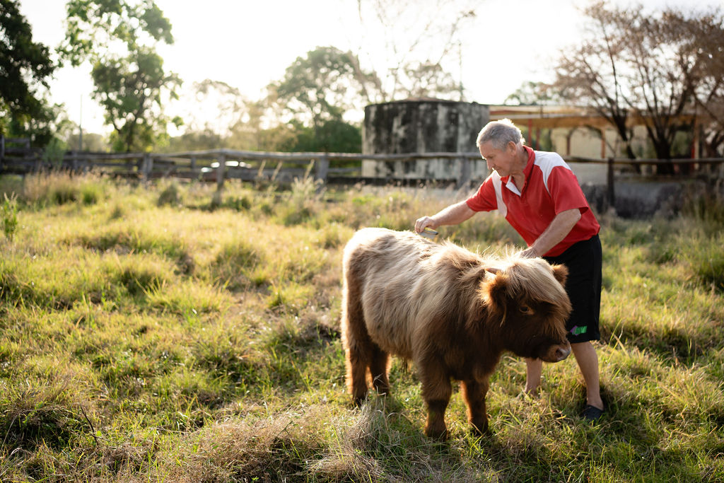 An older man in a red shirt brushes a small, shaggy cow while standing in a grassy field under soft sunlight.