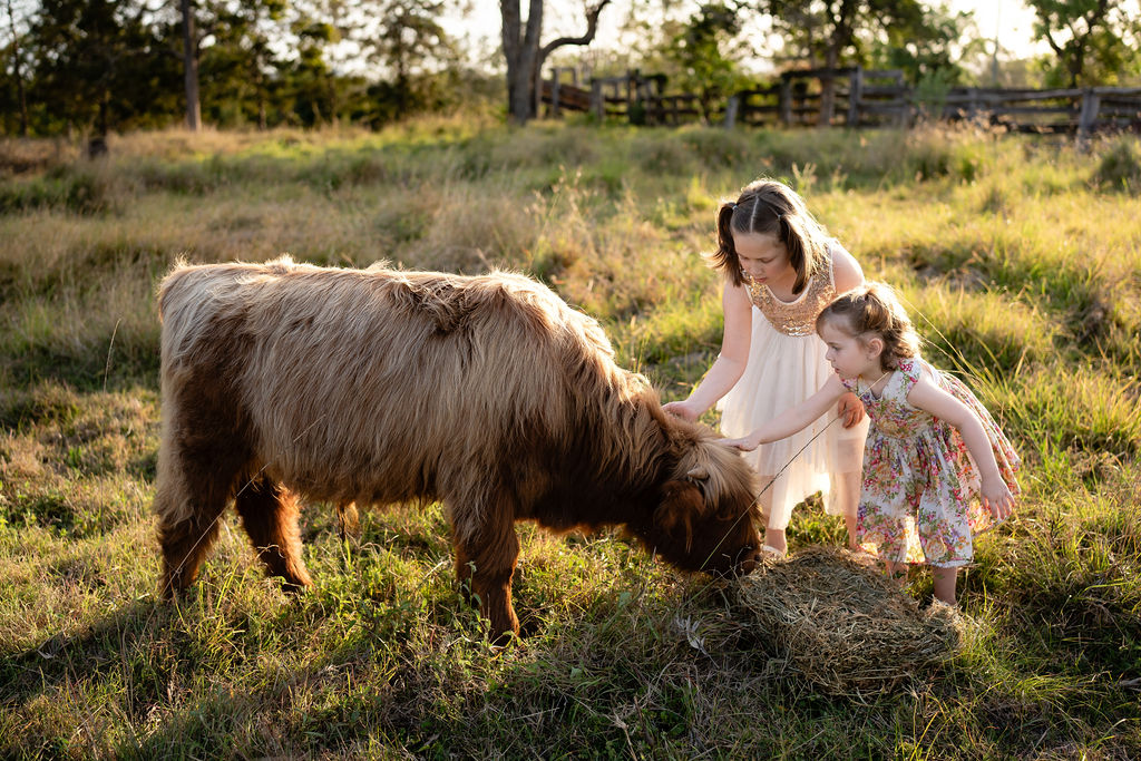 Two young girls in dresses pet a brown, shaggy cow eating hay in a grassy field with trees and a wooden fence in the background.