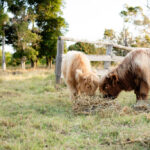 Two Highland cows with long hair eat hay together in a grassy field near a wooden fence and trees.