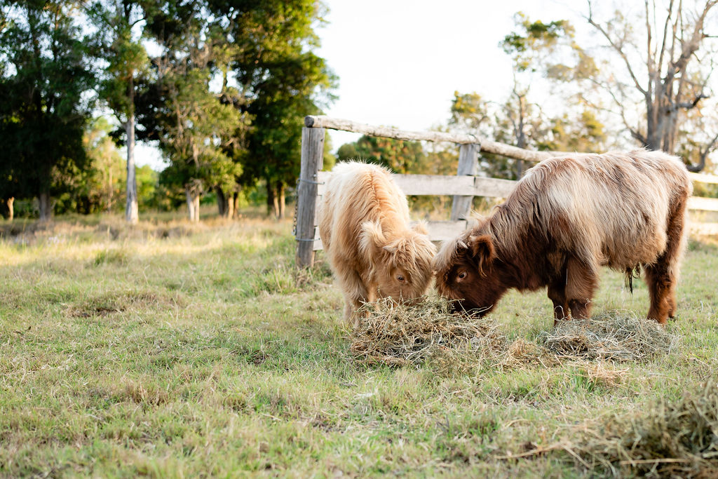 Two Highland cows with long hair eat hay together in a grassy field near a wooden fence and trees.