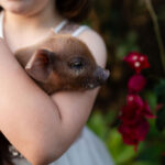 A child in a white dress holds a small brown piglet next to vibrant red flowers outdoors.