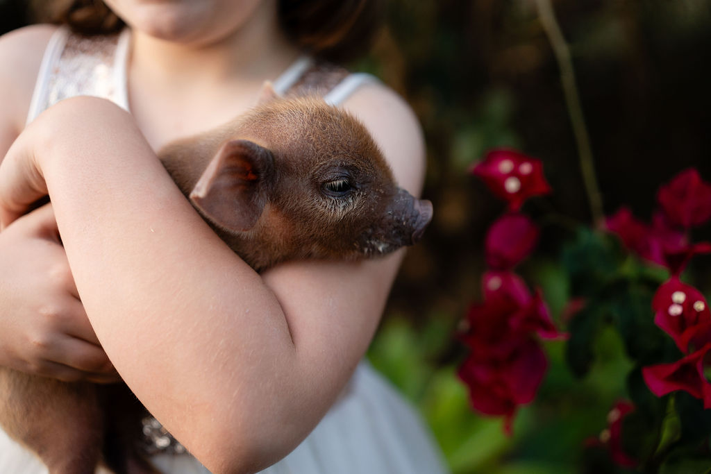 A child in a white dress holds a small brown piglet next to vibrant red flowers outdoors.