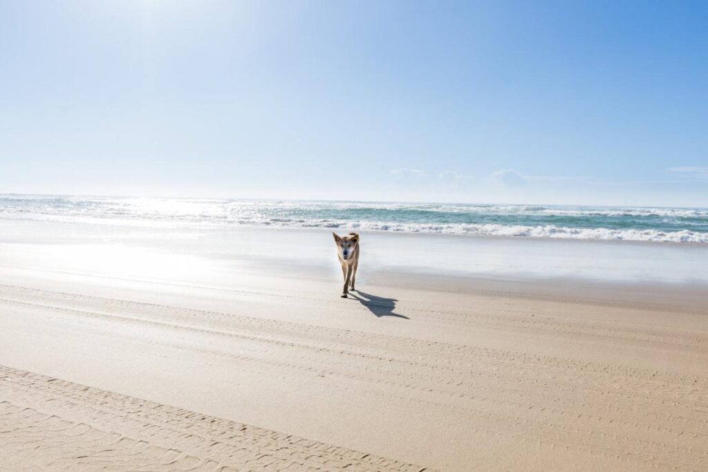 A solitary dingo walks along a wide sandy beach with ocean waves in the background under a clear blue sky.