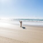 A solitary dingo walks along a wide sandy beach with ocean waves in the background under a clear blue sky.