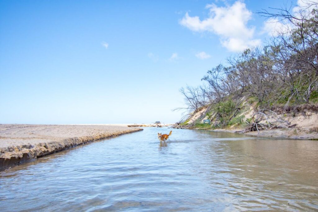 A brown dog stands in shallow water near a sandy beach with sparse vegetation and a clear blue sky overhead.