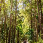A red SUV drives along a narrow sandy path surrounded by tall, dense trees in a bright forest.