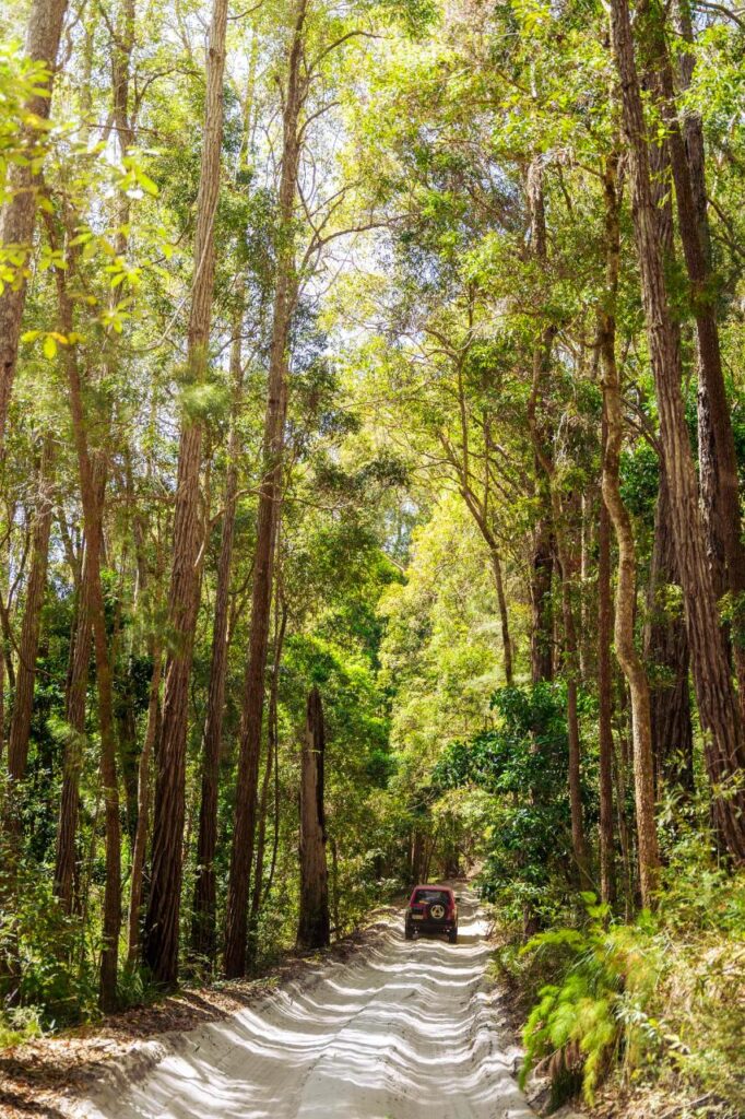 A red SUV drives along a narrow sandy path surrounded by tall, dense trees in a bright forest.
