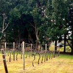 A row of pruned grapevines with brown leaves stands in front of tall green trees and a grassy lawn.