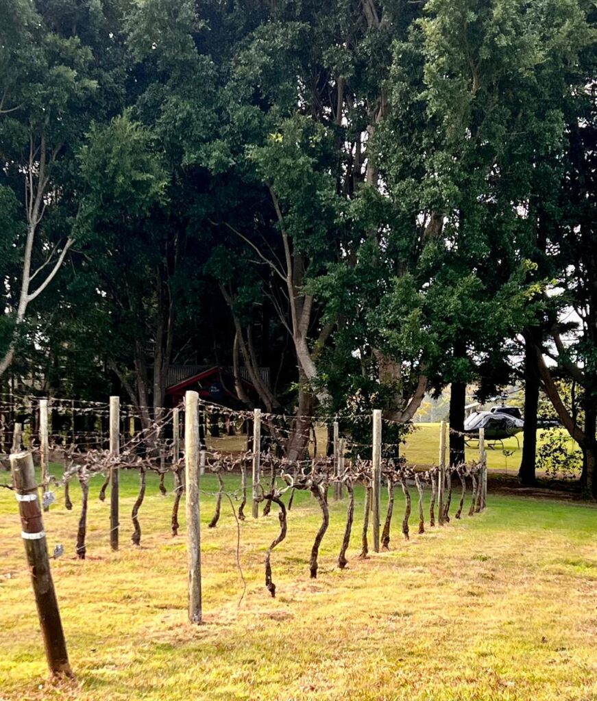 A row of pruned grapevines with brown leaves stands in front of tall green trees and a grassy lawn.