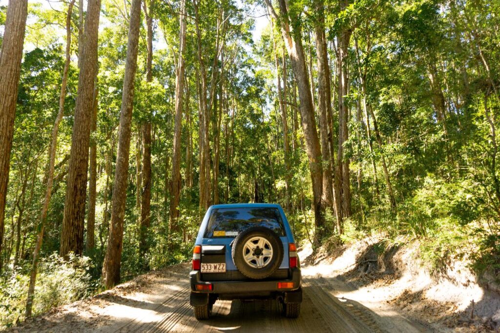 A blue SUV drives on a dirt road through a dense, sunlit forest with tall trees and green foliage.