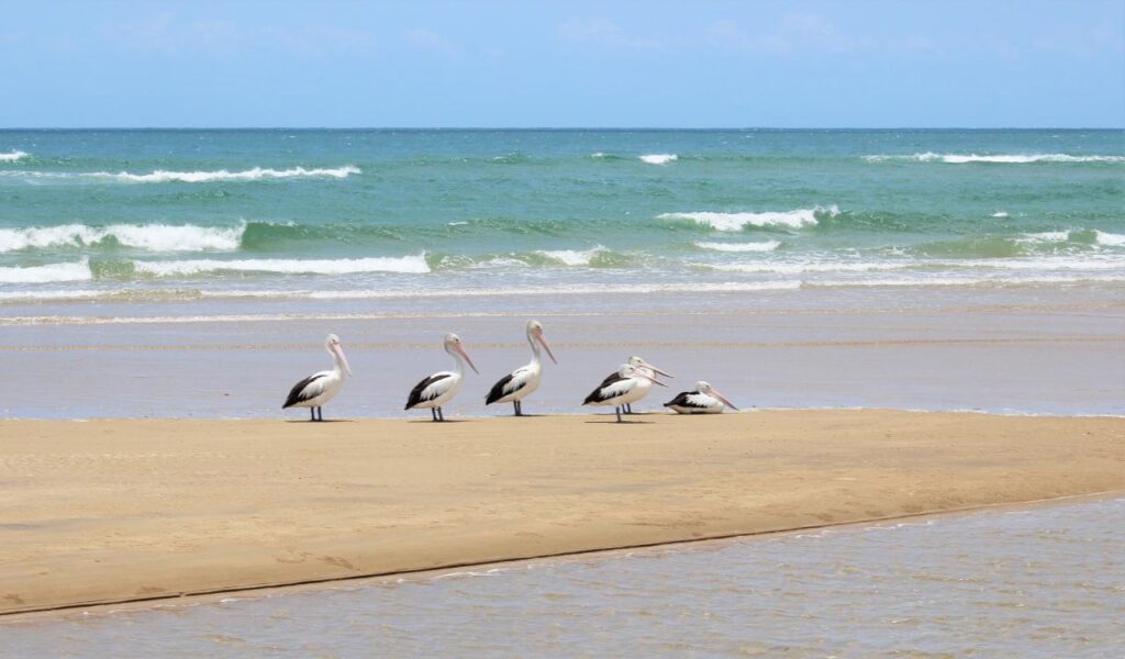 Five pelicans are standing and sitting on a sandy beach near the shoreline, with waves and the ocean visible in the background under a clear sky.