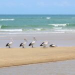 Five pelicans are standing and sitting on a sandy beach near the shoreline, with waves and the ocean visible in the background under a clear sky.