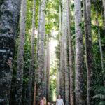A family of four walks along a forest path surrounded by tall, straight trees with dense green foliage above.