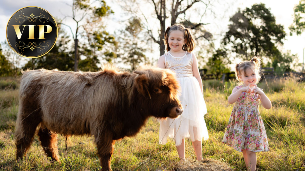 Two young girls in dresses stand beside a small brown cow in a grassy field; a black and gold VIP badge is in the top left corner.