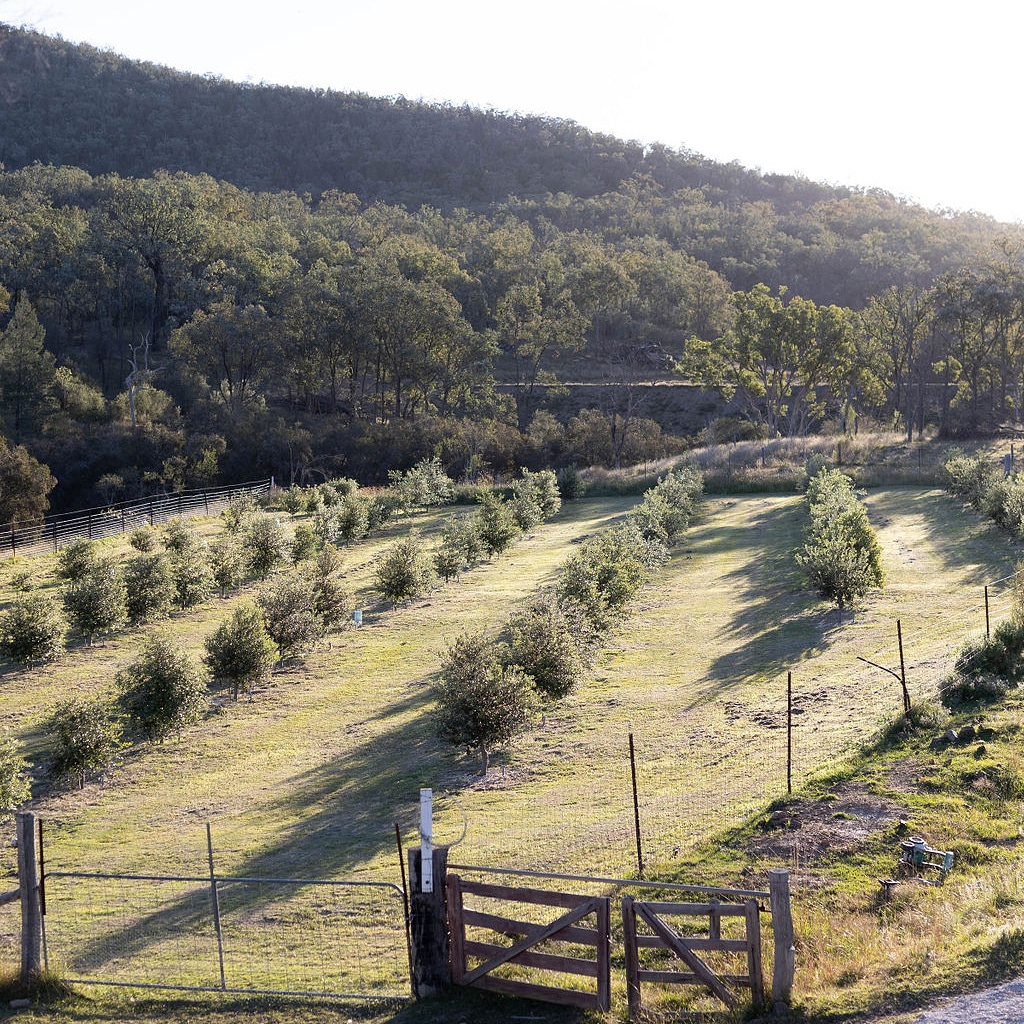 A fenced field with rows of young trees on a grassy slope, bordered by a wooded hill in the background under bright sunlight.