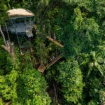 Aerial view of a treehouse with a canopy walkway, surrounded by dense green forest and tall trees.