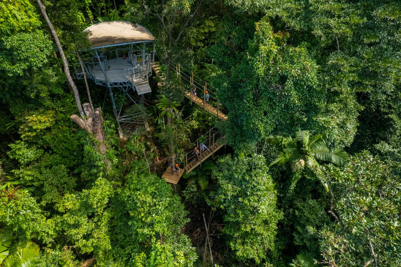 Aerial view of a treehouse with a canopy walkway, surrounded by dense green forest and tall trees.