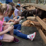Children sit by a wooden fence feeding goats and sheep at a petting zoo, holding cups of animal feed and interacting with the animals.