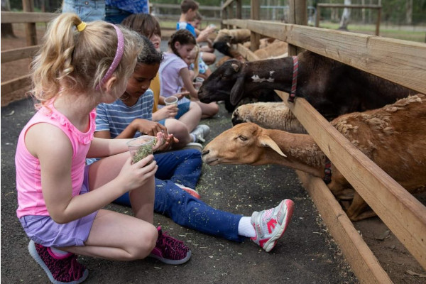 Children sit by a wooden fence feeding goats and sheep at a petting zoo, holding cups of animal feed and interacting with the animals.