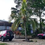 Two pink four-wheel-drive vehicles are parked in front of a tropical-style building surrounded by palm trees and greenery.