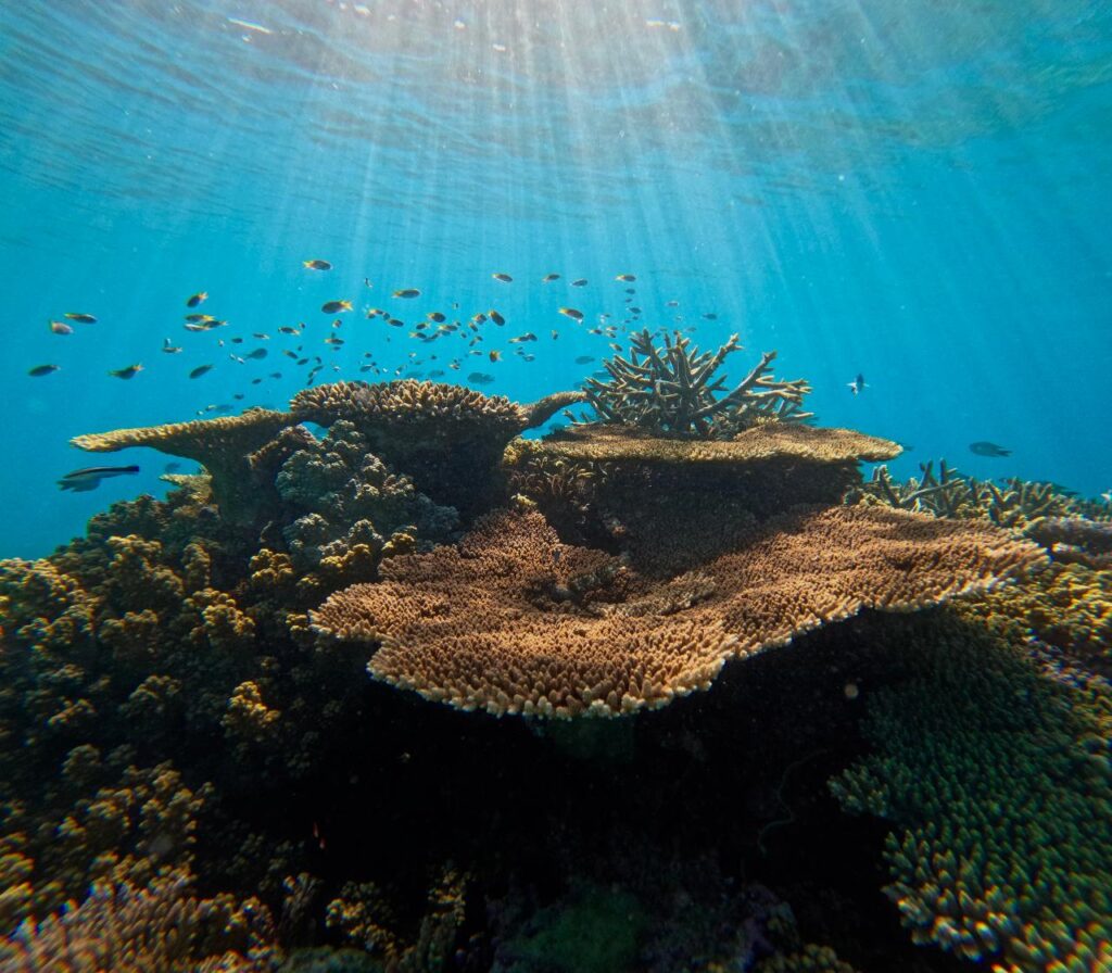 Sunlight filters through clear water onto a coral reef teeming with small fish, showcasing branching and plate corals in a vibrant underwater ecosystem.