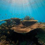 Sunlight filters through clear water onto a coral reef teeming with small fish, showcasing branching and plate corals in a vibrant underwater ecosystem.