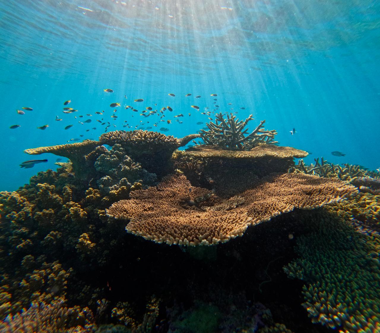 Sunlight filters through clear water onto a coral reef teeming with small fish, showcasing branching and plate corals in a vibrant underwater ecosystem.