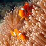 Two orange and white clownfish swim among the pale tentacles of a sea anemone underwater.