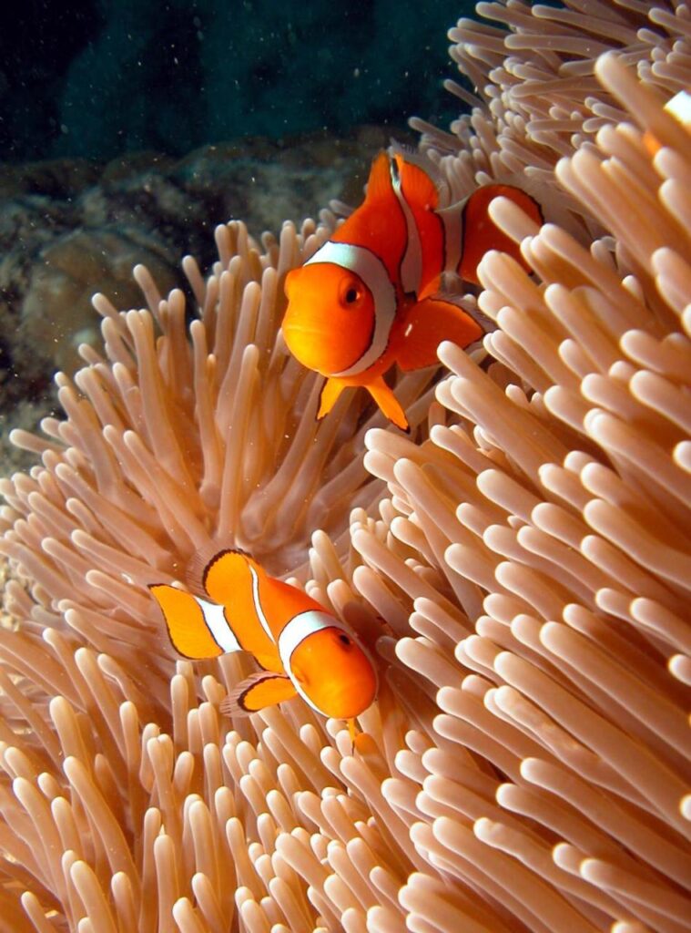 Two orange and white clownfish swim among the pale tentacles of a sea anemone underwater.