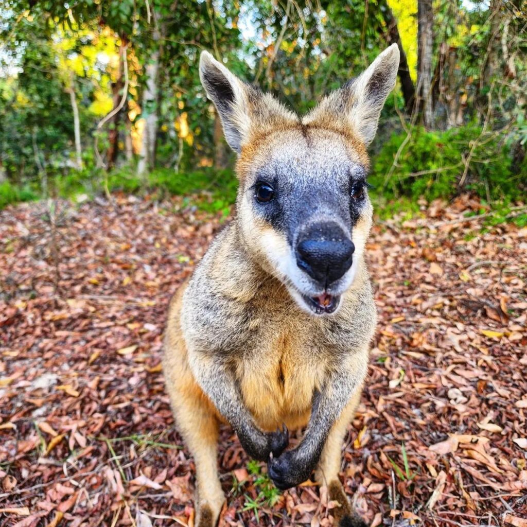 A kangaroo stands on leaf-covered ground in a forested area, looking directly at the camera.