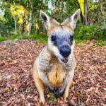 A kangaroo stands on leaf-covered ground in a forested area, looking directly at the camera.