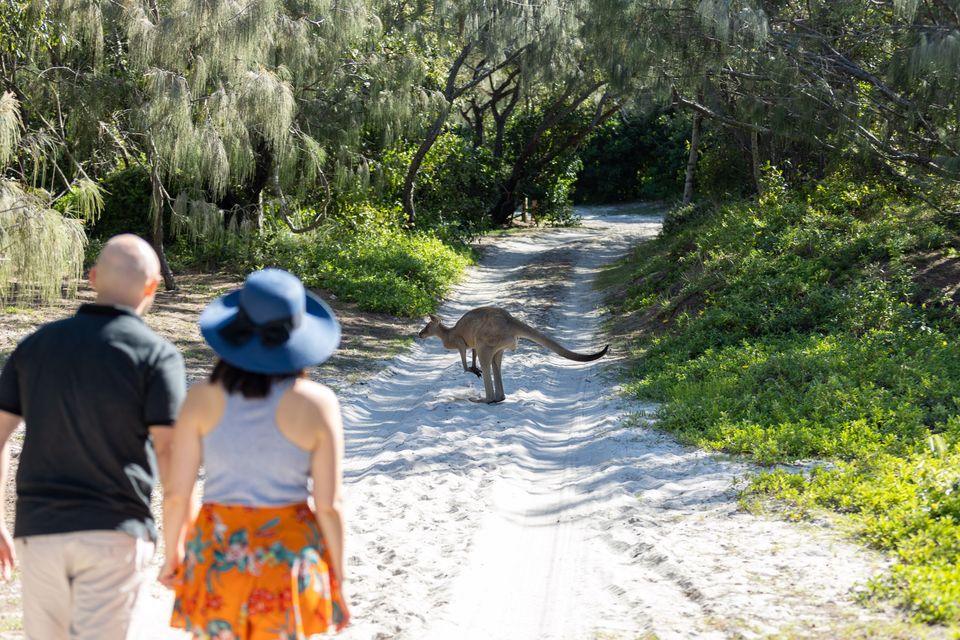 Two people walk on a sandy path toward a kangaroo that is standing ahead of them, surrounded by green bushes and trees.