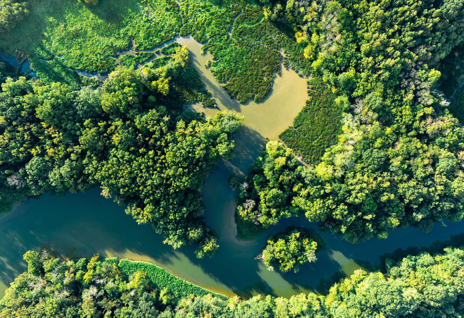 Aerial view of a winding river surrounded by dense green forest and patches of wetlands on a sunny day.