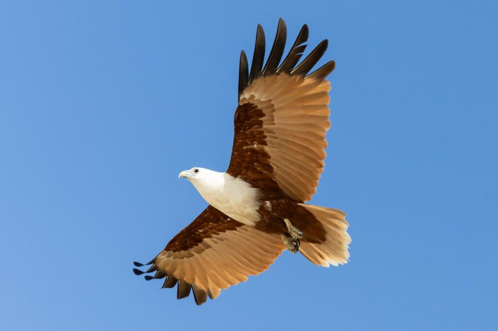 A brown and white eagle is soaring with its wings spread wide against a clear blue sky.