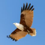 A brown and white eagle is soaring with its wings spread wide against a clear blue sky.