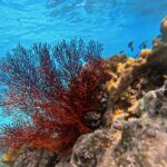 Red sea fan coral and various hard corals grow on a reef in clear blue ocean water, with small fish swimming in the background.