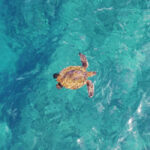 A sea turtle swims near the surface of clear, blue-green water, viewed from above.