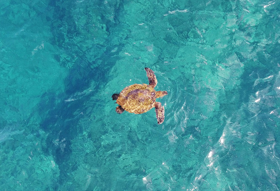 A sea turtle swims near the surface of clear, blue-green water, viewed from above.