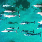 Aerial view of a pod of dolphins swimming together in clear turquoise water, their shadows visible on the sandy ocean floor below.