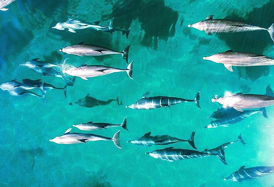 Aerial view of a pod of dolphins swimming together in clear turquoise water, their shadows visible on the sandy ocean floor below.