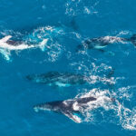 Aerial view of five whales swimming together in clear blue ocean water.