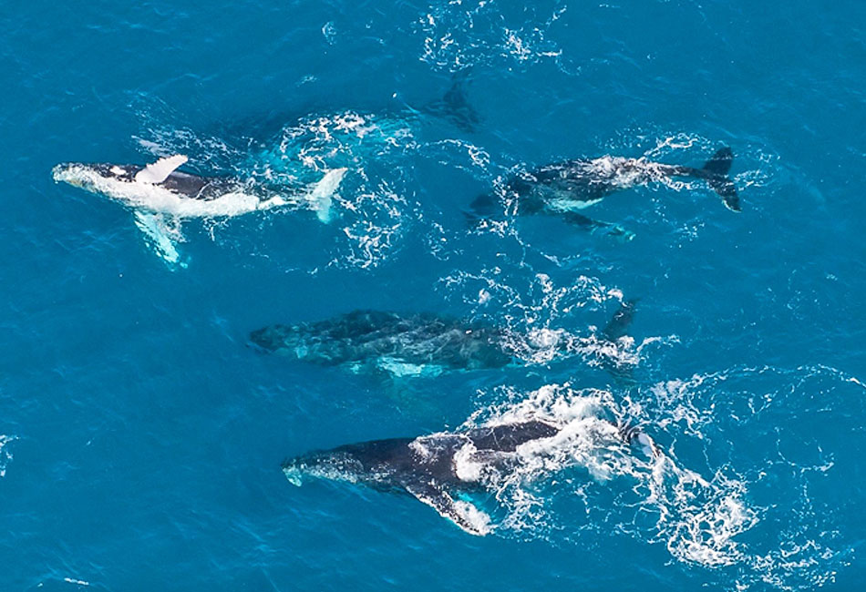 Aerial view of five whales swimming together in clear blue ocean water.