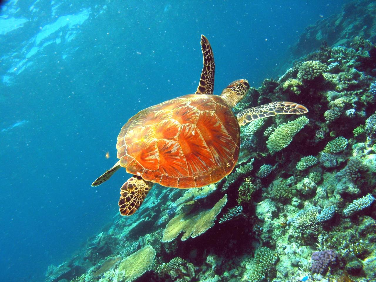 A sea turtle swims above a vibrant coral reef in clear blue water.