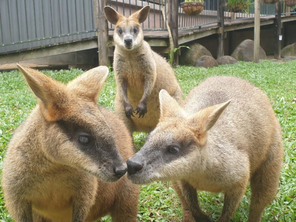 Three wallabies stand on grass; two are nuzzling noses in the foreground, while the third stands behind them, looking toward the camera. Wooden decking and potted plants are in the background.