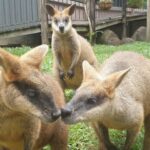 Three wallabies stand on grass; two are nuzzling noses in the foreground, while the third stands behind them, looking toward the camera. Wooden decking and potted plants are in the background.