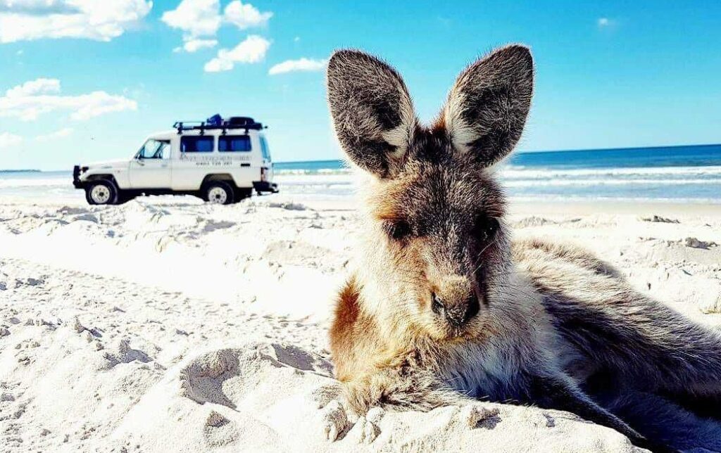 A kangaroo lies on a sandy beach with a white off-road vehicle parked in the background near the shoreline on a sunny day.