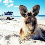 A kangaroo lies on a sandy beach with a white off-road vehicle parked in the background near the shoreline on a sunny day.