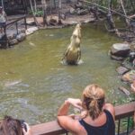 A large crocodile leaps vertically from the water toward food held by a trainer, while people watch and take photos from a fenced viewing platform.