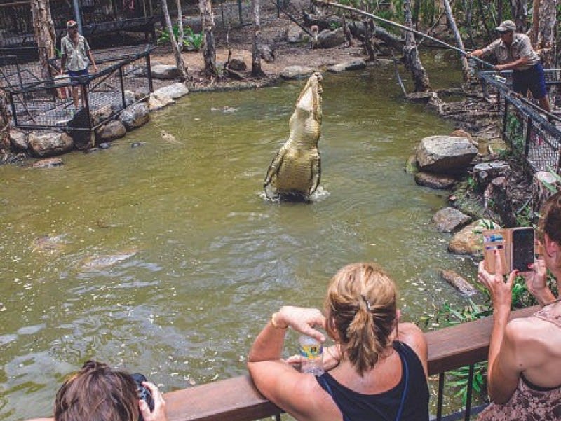 A large crocodile leaps vertically from the water toward food held by a trainer, while people watch and take photos from a fenced viewing platform.